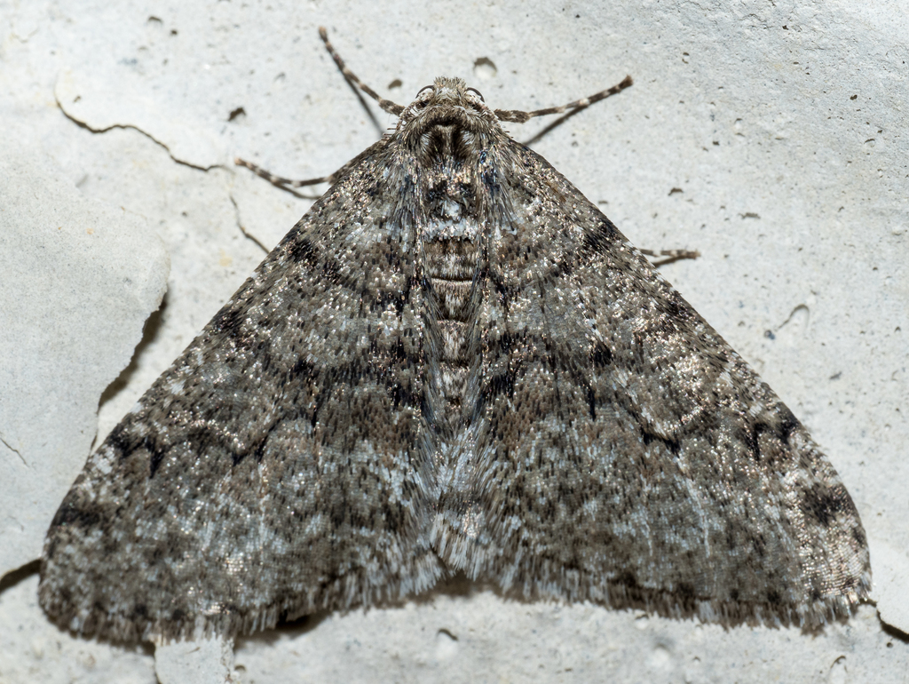 Toothed Phigalia Moth from Coshocton County, OH, USA on March 5, 2024 ...