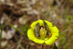 Calochortus luteus