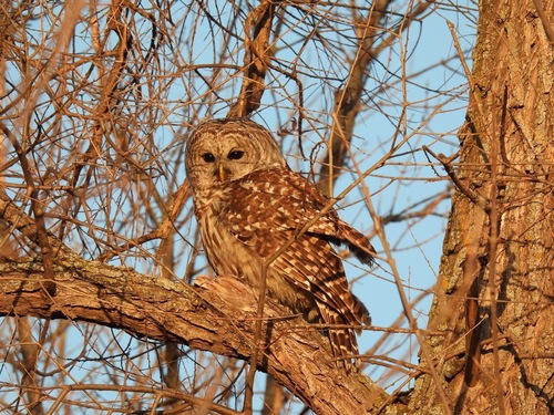 Barred Owl photographed in South Dakota