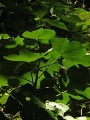 Gyrocarpus americanus