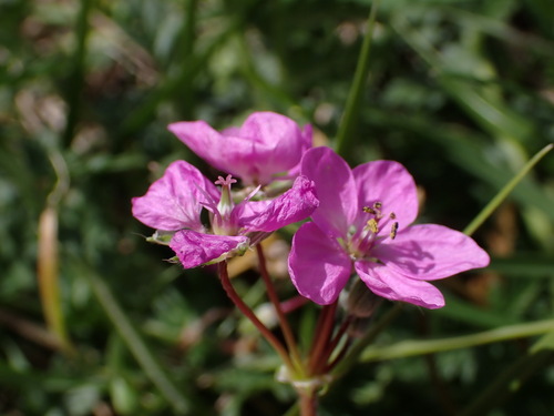 Image of Erodium acaule by (c) Louis Aureglia, some rights reserved (CC BY)