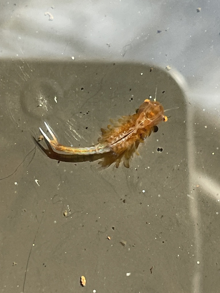 Springtime Fairy Shrimp in March 2024 by Teá Montagna · iNaturalist