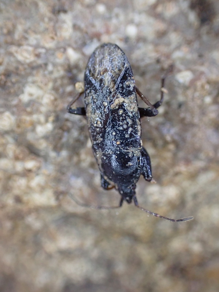Neurocladus brachiidens