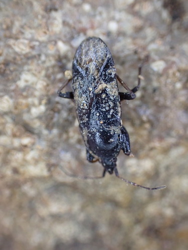 Neurocladus brachiidens