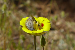 Calochortus luteus