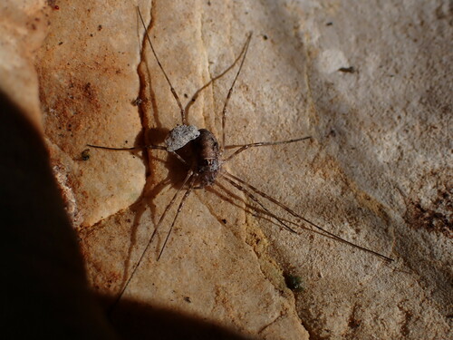 Dasylobus graniferus