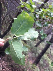 Andricus pseudoinflator