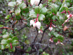 Arctostaphylos nummularia ssp. nummularia