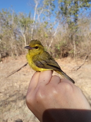 Vireo hypochryseus