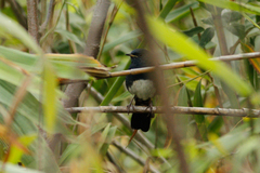 Luscinia phaenicuroides