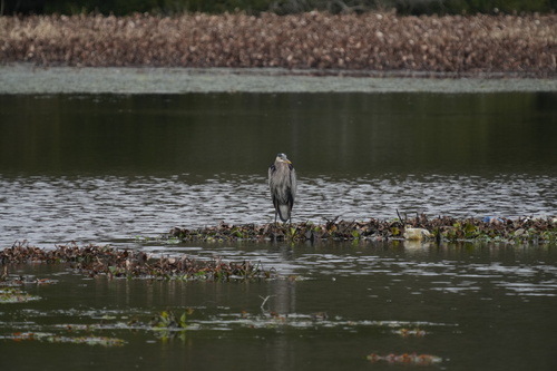 Great Blue Heron photographed in Louisiana