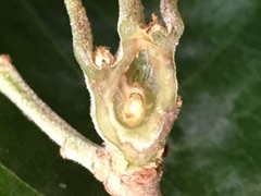 Andricus pseudoinflator