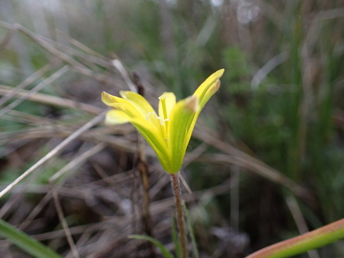 Image of Gagea lacaitae by (c) Louis Aureglia, some rights reserved (CC BY)