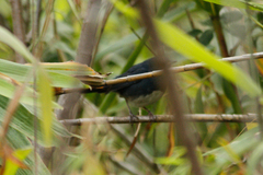 Luscinia phaenicuroides