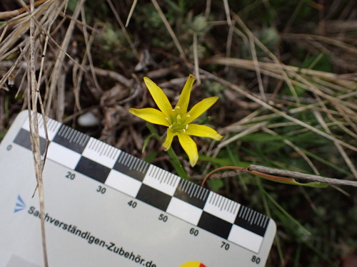 Image of Gagea lacaitae by (c) Louis Aureglia, some rights reserved (CC BY)