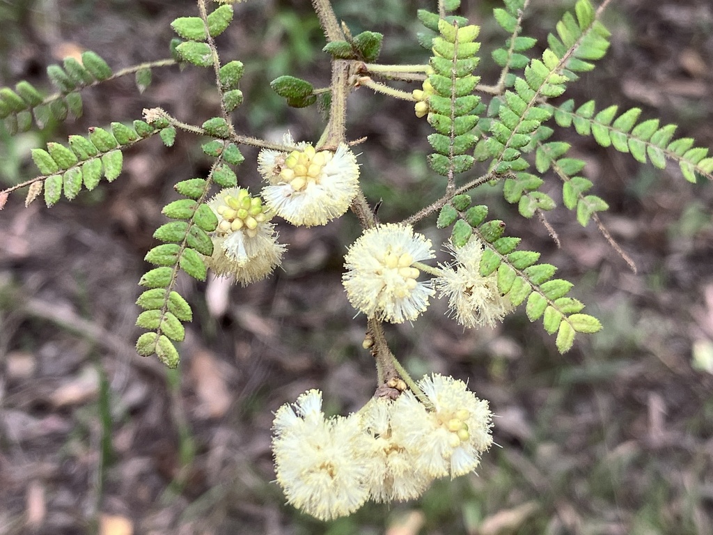 Acacia subracemosa
