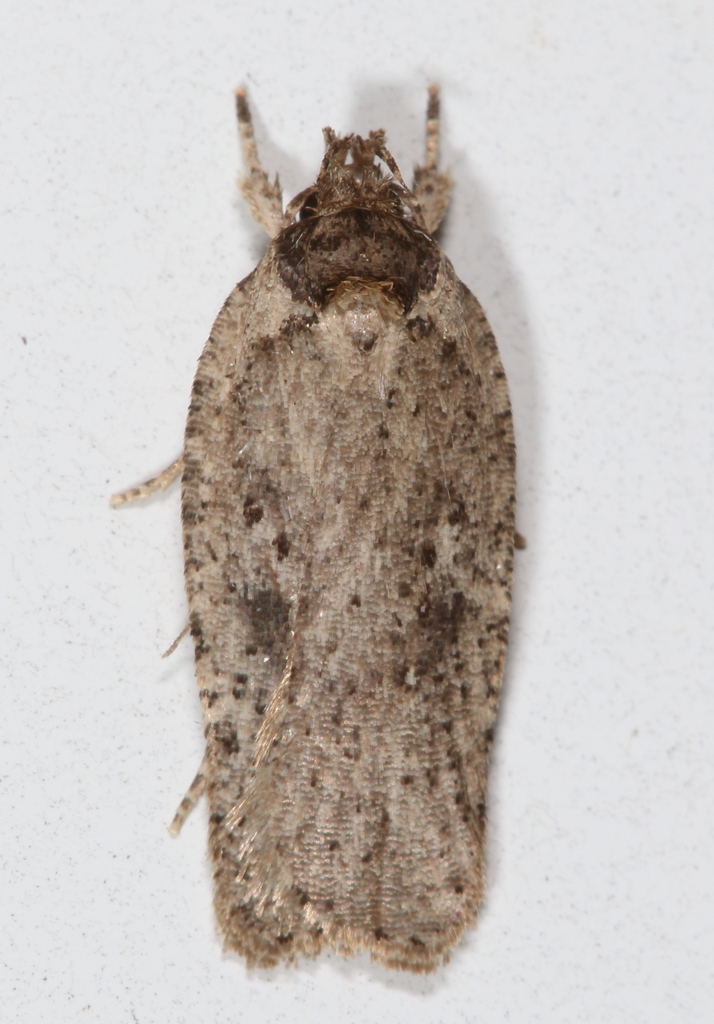 Clay-colored Agonopterix Moth