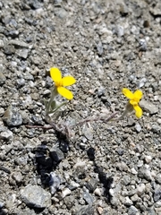 Eriophyllum wallacei
