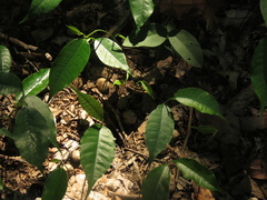Brosimum alicastrum