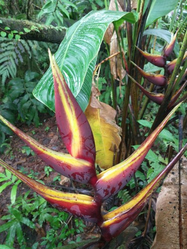 Lobster Claw Heliconia
