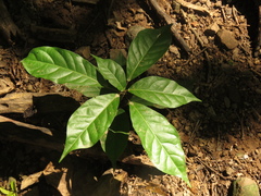 Capparidastrum frondosum