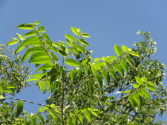 Trema micrantha