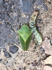 Tituria planata