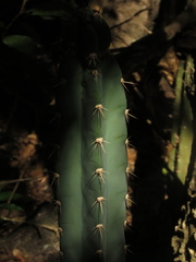 Cereus