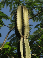 Cereus