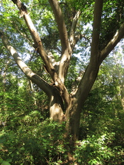 Enterolobium cyclocarpum