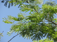 Enterolobium cyclocarpum