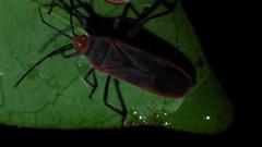 Thunbergia marginata