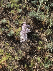 Delphinium wootonii