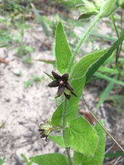 Matelea cynanchoides