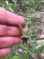 Matelea cynanchoides