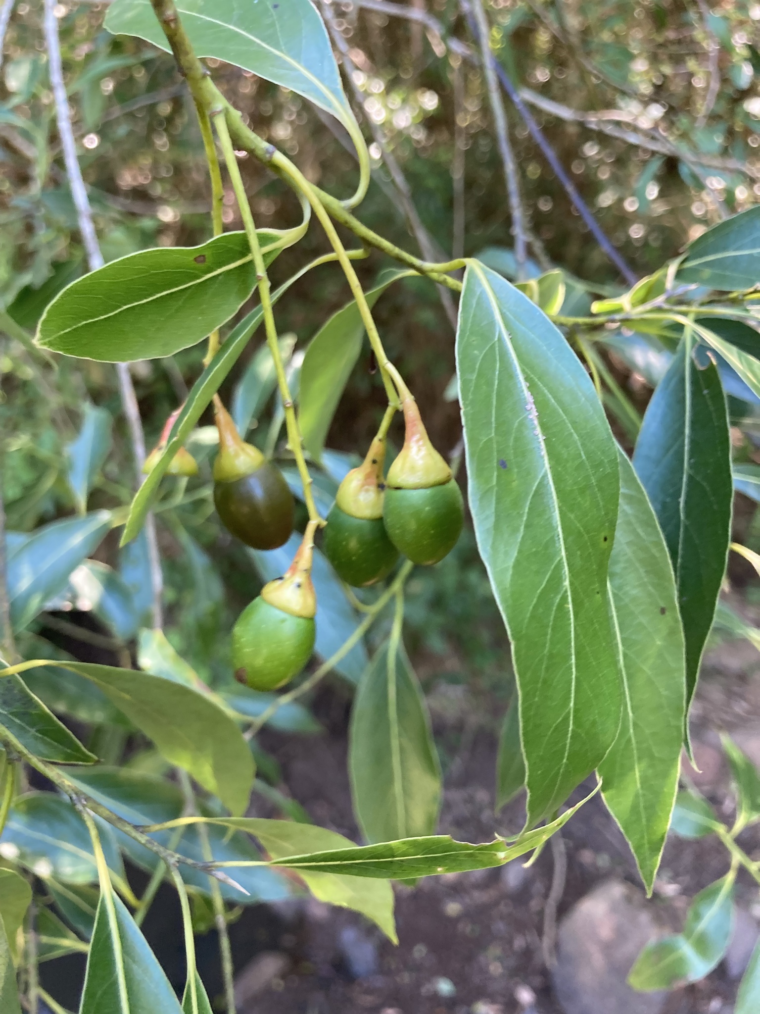 Imagem de Canela-sassafrás