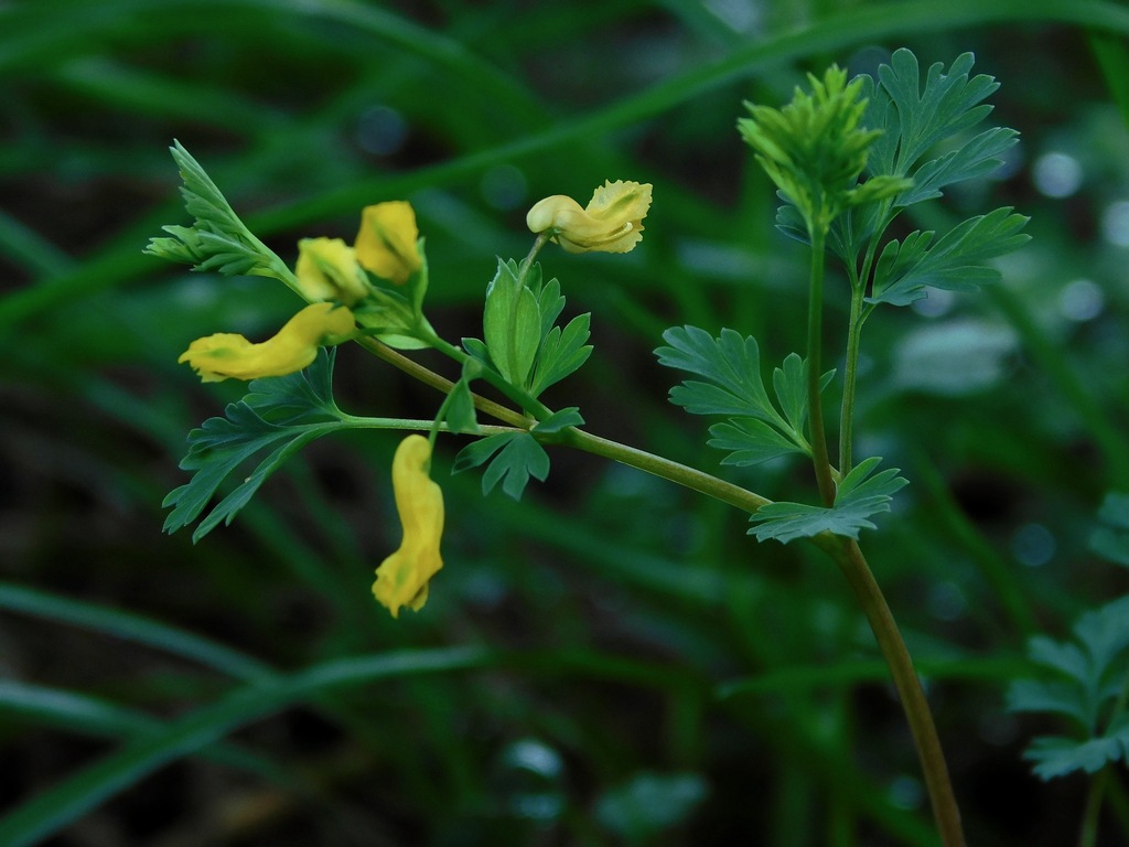 Yellow Corydalis