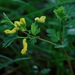 Yellow Corydalis - Photo (c) Michael J. Papay, some rights reserved (CC BY), uploaded by Michael J. Papay