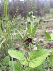 Matelea cynanchoides
