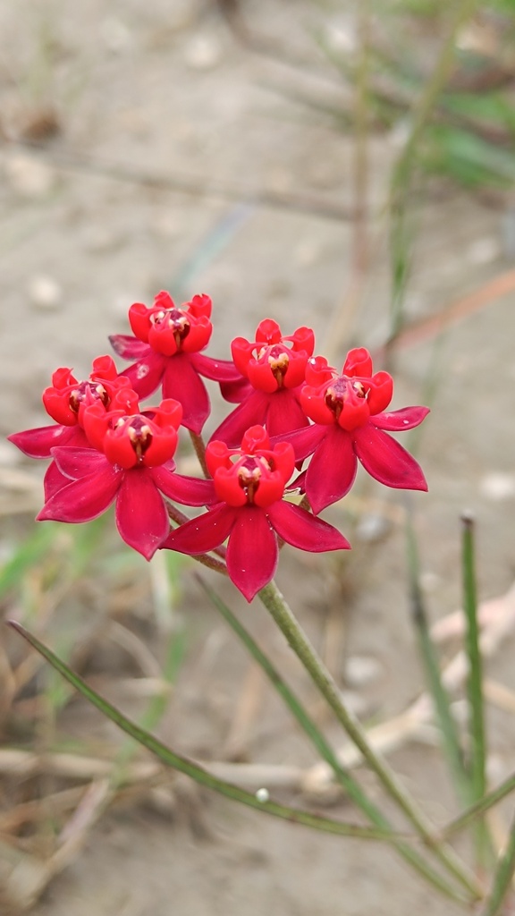 Stathmostelma incarnatum