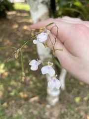 Ionopsis utricularioides image