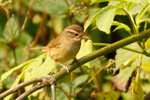 Yellow-streaked Warbler (Phylloscopus armandii), photo 7