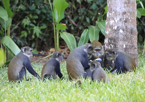 Blue Monkey (Cercopithecus mitis)