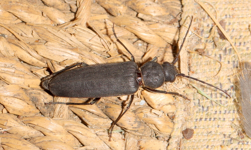 Arhopalus syriacus