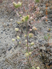 Plantago indica