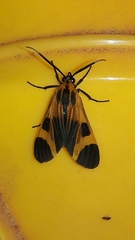 Dycladia