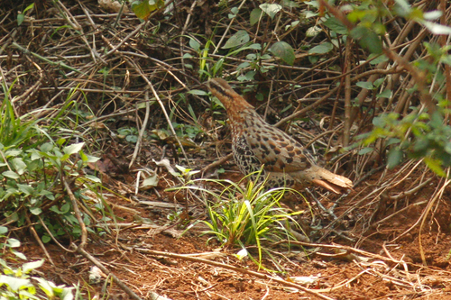 Bambusicola fytchii