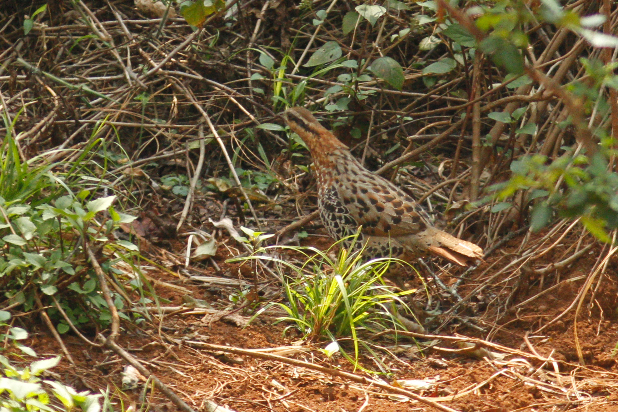 Mountain Bamboo Partridge