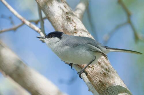 Yucatan Gnatcatcher (Polioptila albiventris), photo 6
