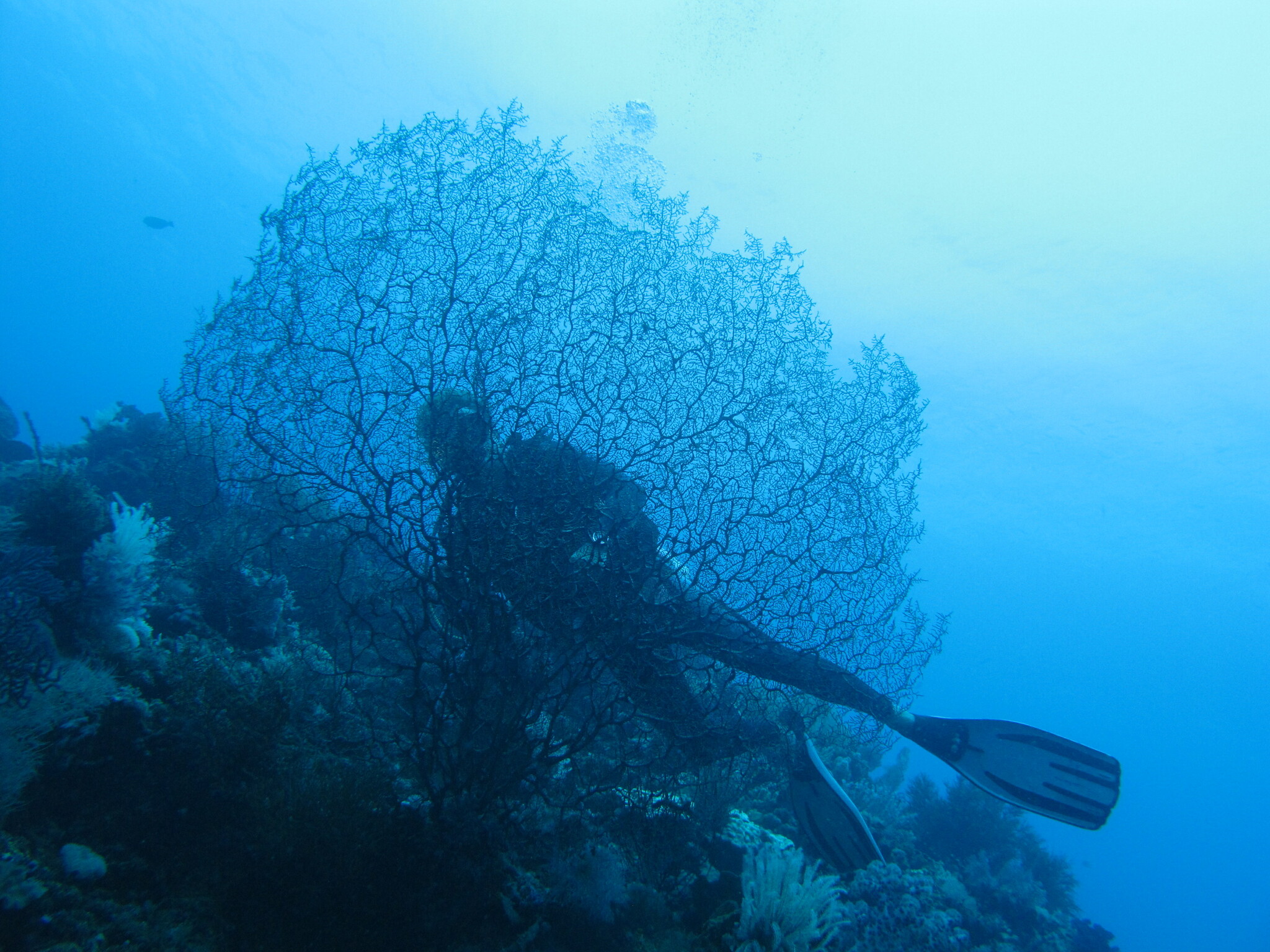 Muricella plectana Grasshoff, 1999